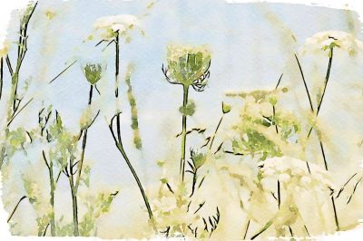 Watercolour Floral Modern Art his is my Photographic Image of a Queen Annes Lace Flower in a Modern Watercolour Effect. Because sometimes you might want a more illustrative image for an organic look.